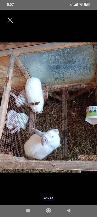 крольчат: Продаю | Крольчата | Для разведения — 8