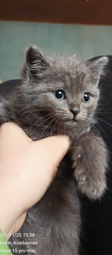 Pişiklər: Şotland yastı qulaq — 3