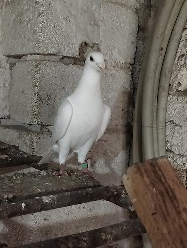 quslar goyərcin: Drakon erkeydi iri şeydi qizğin.mayasida var istəyən olsa yazsin — 3