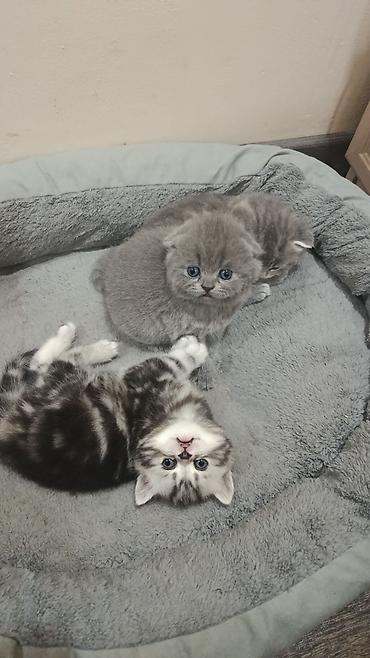 Мышыктар: ГОТОВЯТСЯ К ПРОДАЖЕ Шотландские котята 1 месяц (Scottish Fold/Scottish — 2