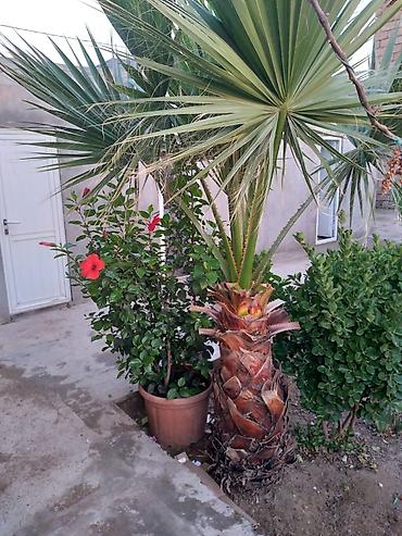 monstera bitkisi: Washingtonia filifera/robusta tipli) Təyinat: Həyətyanı sahə, bağ — 3