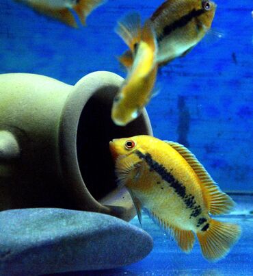 Balıqlar: Cixlid balığı — 2