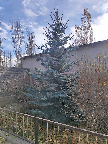 света диод: Голубая ель (Picea pungens ‘Glauca’) для ландшафтного озеленения. - — 2