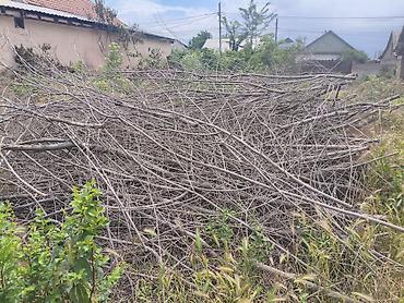 дрова: Отдам даром дрова и ветки . условие вывоз полностью всего с ветками — 2