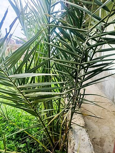 palm: Xurma (palma) ağacı – dekorativ və məhsuldar sort - Bitki — 1