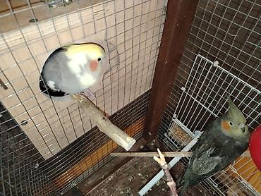 papuqay type 1: Nimfa (cockatiel) cütü – qəfəs və yuvalıqla Mahni oxuyur. Ələ gelir — 2