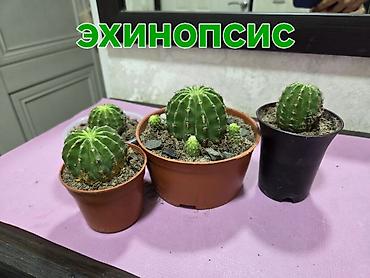 Кактусы: Композиции из суккулентов и мини-кактусов в керамических кашпо с — 8