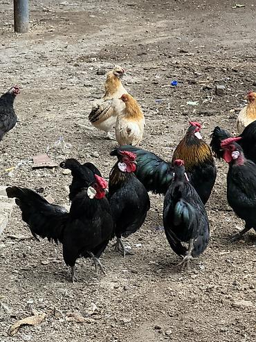 Куры, петухи: Продаю | Куры, Петух — 6