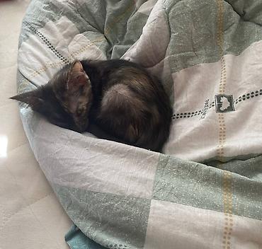 Отдам даром кошку: Кошка даром: Беспородная, 1 месяц, Девочка, Приучена к лотку — 1