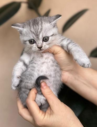 Pişiklər: Britan — 10