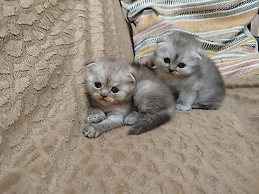 Pişiklər: Şotland yastı qulaq, Erkək, Dişi, Yaxşı əllərə, Ödənişli çatdırılma, Pulsuz çatdırılma, Ünvandan götürmə — 5