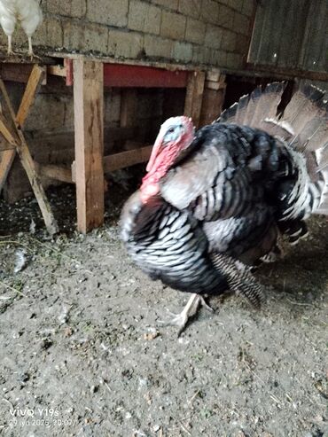 Hinduşka: Erkək, Kanada, Amerika, Yumurtalıq, Ünvandan götürmə, Ödənişli çatdırılma — 3