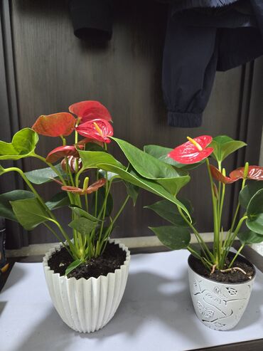 фикус для офиса: Эухарис, антуриум калатея и много других комнатное растений с яркими