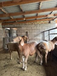 продажа баранов в бишкеке: Продаю | Ягненок | Арашан | Для разведения | Ярка