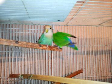 Digər quşlar: Nerazlucnik fişer ayrilmazlar maskvıy deyillər cütdu satılır hazır — 7