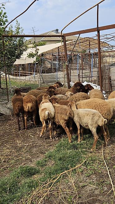 yem satisi: Quzular 4,5,6 aylıqdı kom 200 - Şəkillərdəki yerli qarabaşa/yerli — 3
