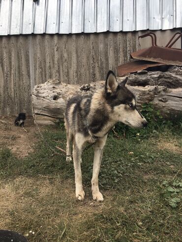 собака девочка: Хаски -девочка
2 года