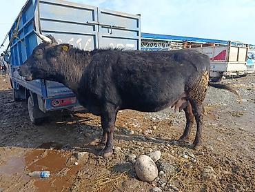 Коровы, быки: Продаю | Корова (самка) | Алатауская | Для молока | Стельные — 2