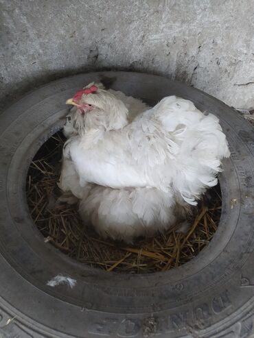 яйцо в Кыргызстан | МОЛОЧНЫЕ ПРОДУКТЫ И ЯЙЦА: Продаю яйцо брам и аохинхин