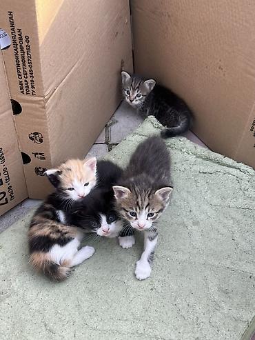 котёнок в хорошие руки: Беспородная, 1 месяц, Мальчик, Приучена к лотку — 5
