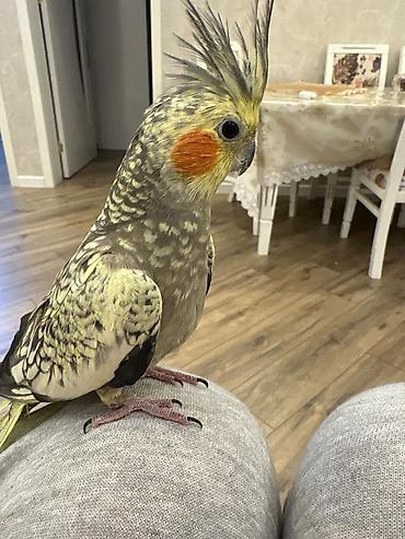 qefes korella: Nimfa (Cockatiel) tutuquşu – gözəl ləkəli (perlə) rəng forması, başda — 2