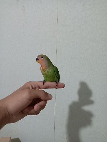 Quşlar: Sevimli “lovebird” (agapornis) papuqayları - Növ: Agapornis — 5