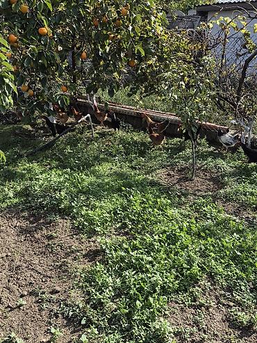çolpalar: Ümumi 30 dənə heyvandı.İçində yumurtayan cavan fərələr var.qalanı — 2