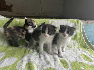 Отдам даром кошку: Кошка даром: Скотиш Фолд (Шотландская вислоухая), 1 месяц, Девочка, Приучена к лотку, Проглистована