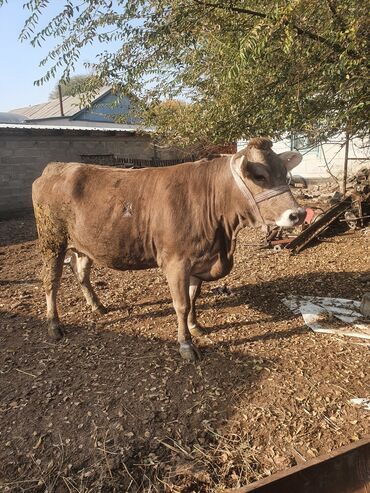 продажа щенков немецкой овчарки в бишкеке с документами: Сатам | Уй (ургаачы) | Көбөйтүү үчүн | Байланган