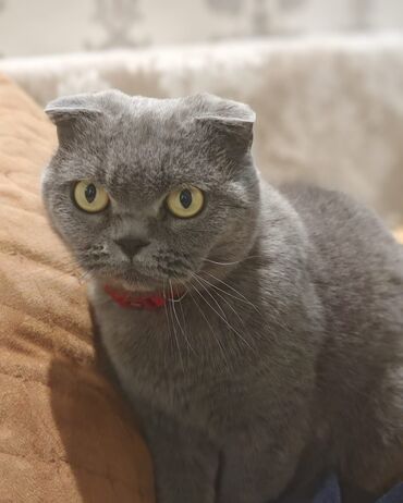 шотландская кошка: Шотландская, Самка