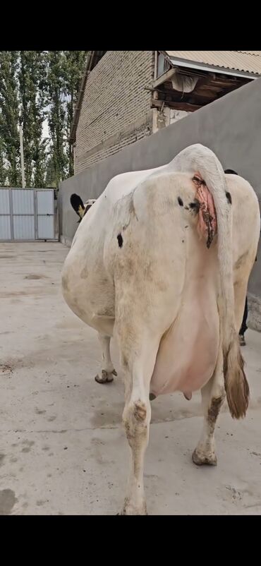 Inəklər, öküzlər: Süd istiqamətli inək – Holştayn tipli, ağ-qara rəngli. Xüsusiyyətlər — 10