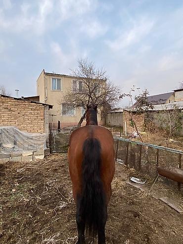 Другие животные: 4 асый . рост 165 улагы бар, казан улак жана жер улак — 4