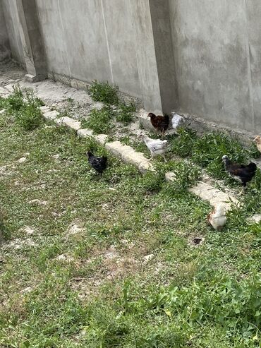 qaşqaldaq quşu: Satlıır. Hər ölçüdə. var. gəlib seçib götürə bilərsiz. xarkovda var