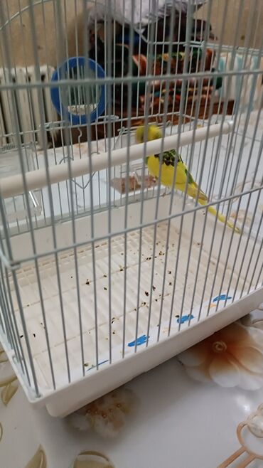 купить попугая какаду: Продаю волнистого попугая вместе с клеткой и кормом все вместе