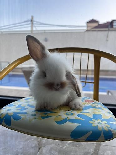 ev heyvanlari: 🐰 1 aylıq Safqan Holland Lop balası satılır ✅ 1 aylıqdır ✅ Safqan — 1
