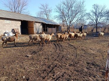 Бараны, овцы: Продаю | Овца (самка) | Для разведения | Матка — 4