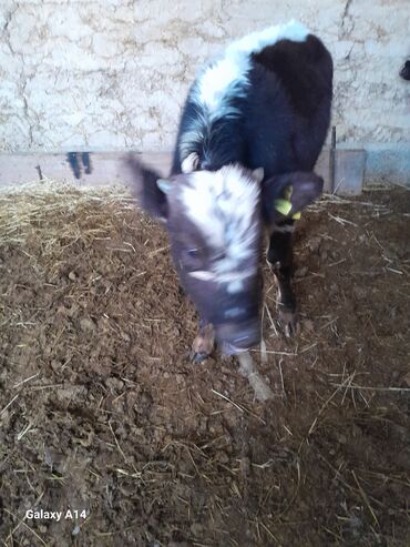 Коровы, быки: Продаю | Музоо, торпок | На откорм — 3