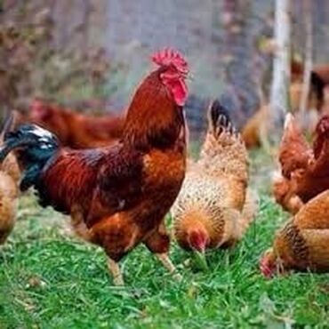 broyler toyuq: Курица, Adler, Milflor, Kucin, Для яиц, Самовывоз, Бесплатная доставка, Доставка в районы