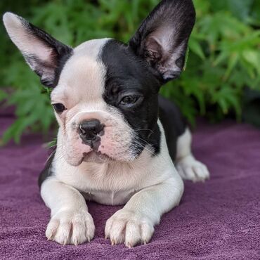 Boston Terrier Puppies cute Boston Terrier Puppies available. 12