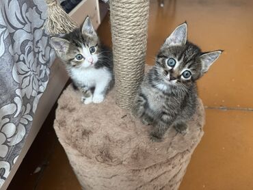 рыжая сибирская кошка: Кошка даром: Беспородная, 1 месяц, Мальчик, Приучена к лотку, Проглистована