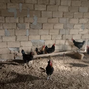 Xoruzlar: Xoruzlar satılır — 6