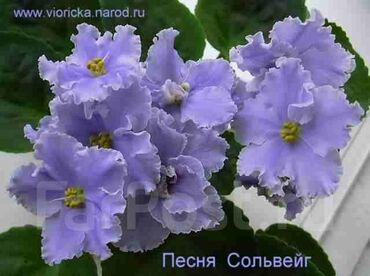 Фиалки и глоксинии: !!! Акция!!!10+1(подарок) В продаже ДЕТКИ фиалок, сортовые,сортов