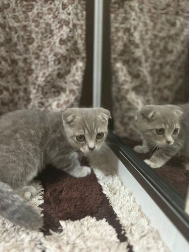 ошейник для кошек: Шотландские вислоухие котята (Scottish Fold) - Окрас: серебристый
