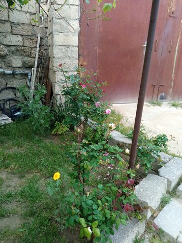 Otaqların uzunmüddətli kirayəsi: Satilir geniş və işıqlı otaq 2 otaq 1 zal metbex hamam ayaq yolu — 15