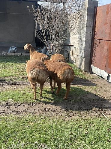Баран, овца: Продаю | Овца (самка) | Для разведения | Матка — 16