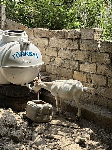 bala it: Dişi, Zanen, il: 1, Damazlıq, Ünvandan götürmə — 7