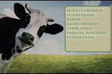 индук парода: Продаю | Корова (самка) | Для разведения | Осеменитель