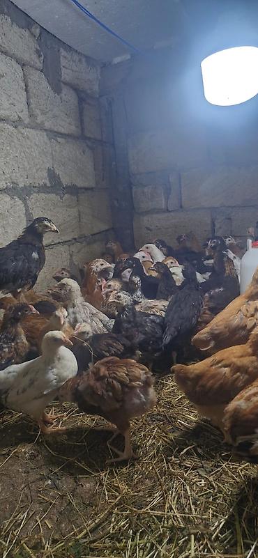 cücə satışı: Сhicks, Для мяса, Платная доставка — 2