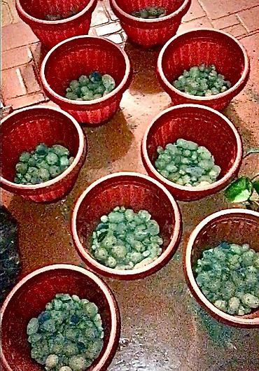 Алоэ: АЛОЭ Древовидные ("Столетники"). Возраст: от 3 лет и больше — 10