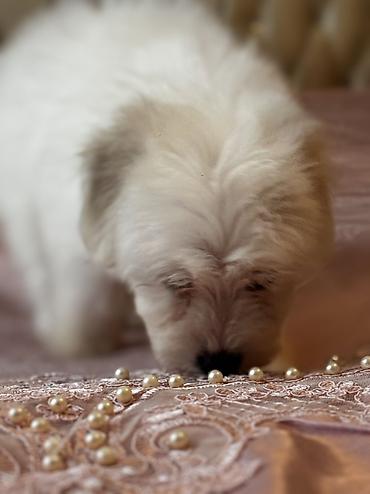 İtlər: Peyvəndli — 13